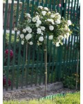 Троянда поліантова на штамбі Свані (біла) | English rose on the shtamb  Swany | Роза полиантовая на штамбе Свани (белая)